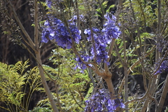 Jacaranda mimosifolia