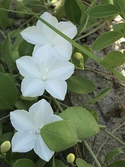 Jacquemontia reclinata