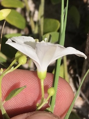 Jacquemontia reclinata