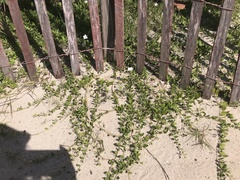 Jacquemontia reclinata