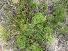 Tordylieae