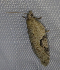 Acleris placidana