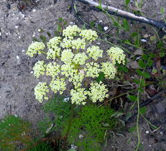 Tordylieae