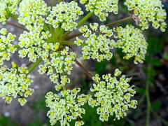 Tordylieae