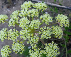 Tordylieae