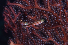 Forktailed Bass photo 4