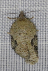 Acleris placidana
