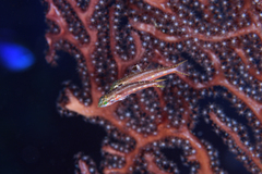 Forktailed Bass photo 3