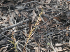 Pterostylis sanguinea