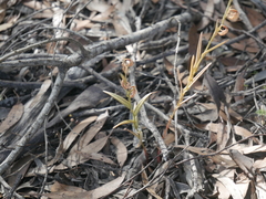 Pterostylis sanguinea