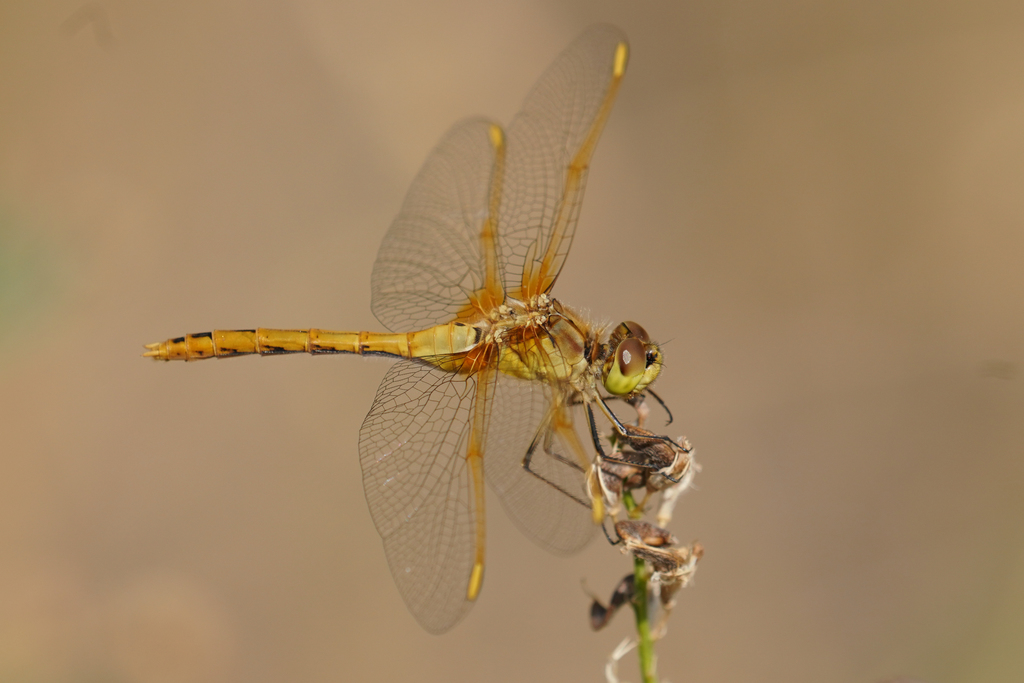 Saffron-winged Meadowhawk