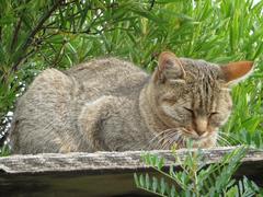 Felis lybica cafra