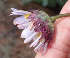 Afroaster perfoliatus