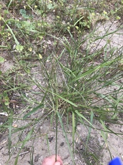 Ehrharta erecta