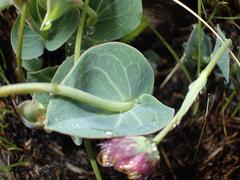 Afroaster perfoliatus