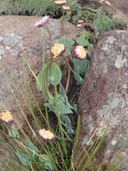 Afroaster perfoliatus