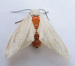 Pygarctia roseicapitis