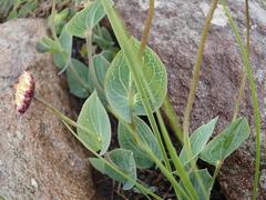 Afroaster perfoliatus