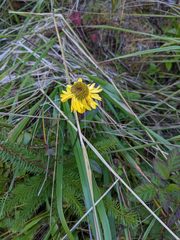 Helenium bolanderi