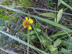 Helenium bolanderi