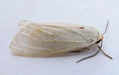 Pygarctia roseicapitis
