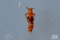 Pissonotus binotatus