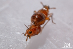 Pissonotus binotatus