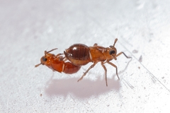 Pissonotus binotatus