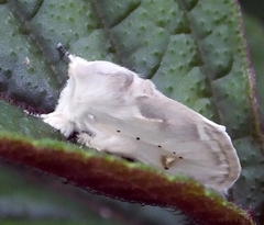Naroma varipes
