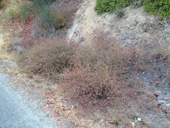 Cordylanthus tenuis brunneus