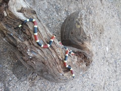 Micruroides euryxanthus