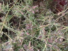 Cordylanthus tenuis brunneus