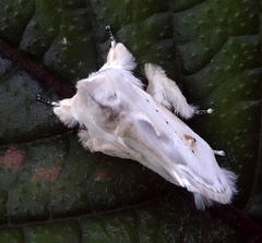 Naroma varipes