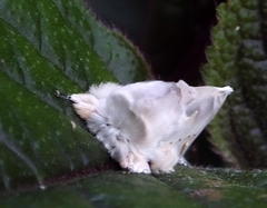 Naroma varipes