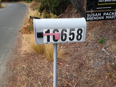 Cordylanthus tenuis brunneus