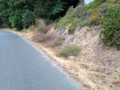 Cordylanthus tenuis brunneus