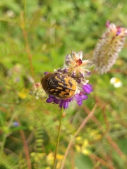 Euphoria subtomentosa