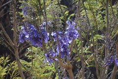 Jacaranda mimosifolia