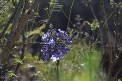 Jacaranda mimosifolia