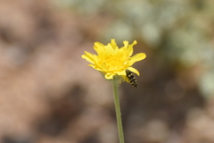 Acmaeodera alicia