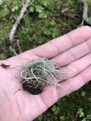 Cladonia gracilis elongata