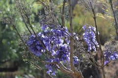 Jacaranda mimosifolia