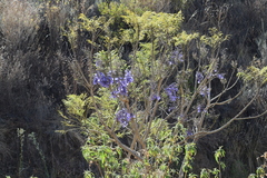 Jacaranda mimosifolia