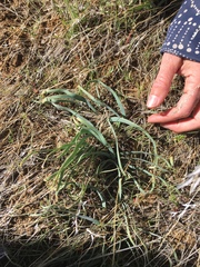 Allium anceps