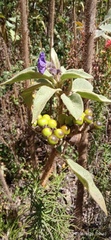 Solanum crinitipes