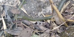 Erythrolamprus epinephalus albiventris
