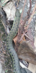 Erythrolamprus epinephalus albiventris
