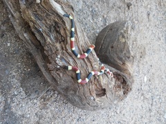 Micruroides euryxanthus