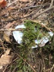 Lactarius indigo