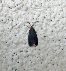 Acoloithus falsarius
